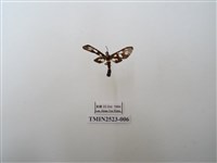 藏品(環鹿子蛾屬)的圖片